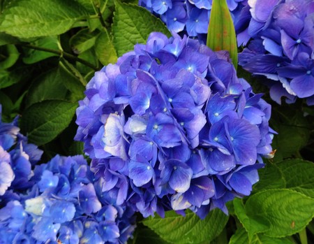 Hydrangea flowers blooming in mid summerの写真素材