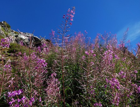 Fireweed blooms on a sunny slope in the North Cascade mountainの写真素材