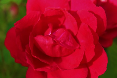 Close up of beautiful red rose petalsの写真素材