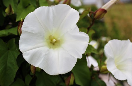 Blooming morning glory flowerの写真素材