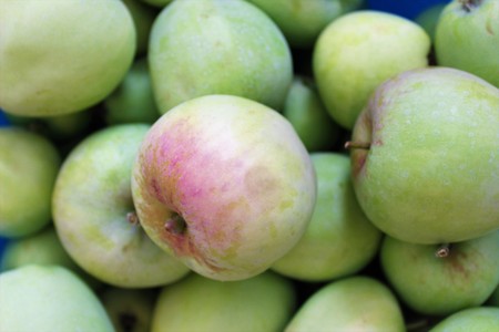 Harvested backyard applesの写真素材