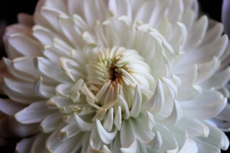 Close up view of an elegant white chrysanthemum flowerの写真素材