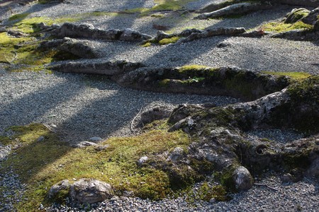 Old growth tree roots in a Japanese gardenの写真素材