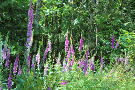 Foxgloves blooms along a trail in the North Cascade mountains in summerの写真素材