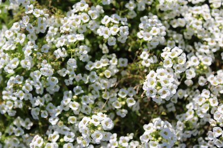 White sweet alyssum in bloomの写真素材