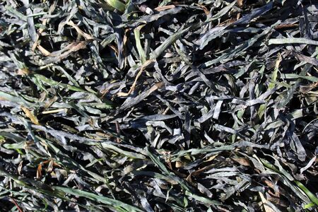 Wave washed seaweed and piled on the beachの写真素材