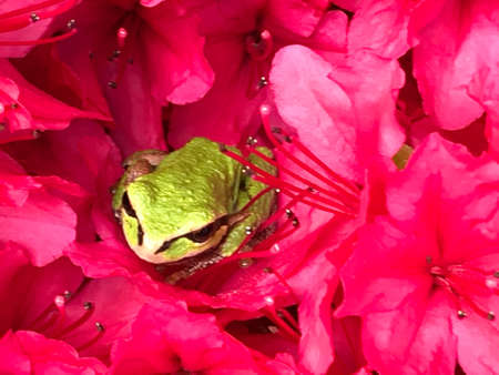 A green garden frog on red azalea flowers