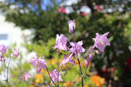 Soft pink columbine flowers in bloomの写真素材