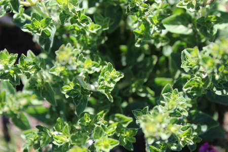 Oregano leaves grow in early summerの写真素材