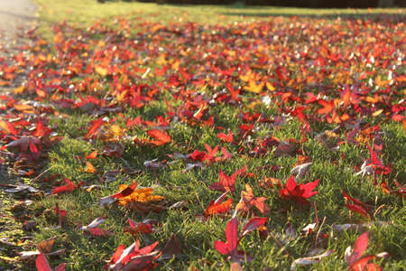Red leaves fall off a tree and drop on the lawn in late fall
