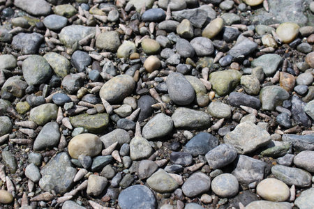 Low tide left periwinkle shells on the pebble and cobble stone beach