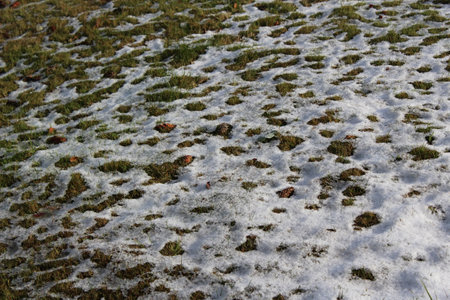 Melting snow on a lawnの写真素材