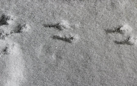 Bird's footprints on the snowの写真素材