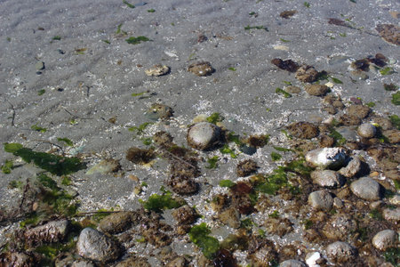 Tides out at Semiahmoo beach on an afternoon