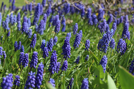 Blue muscari flowers bloom in a spring garden