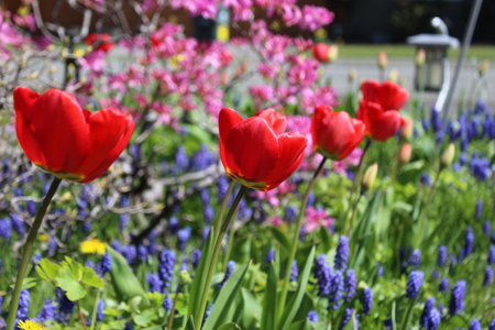 Blooming red tulips and blue grape hyacinths in a spring gardenの写真素材