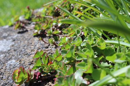 Growing new Sedum leaves in spring