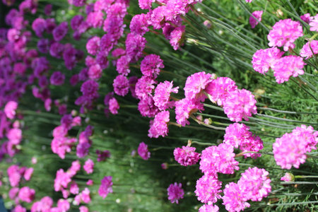 Armeria maritima, sea pink flowers bloom in the morning sunlightの写真素材