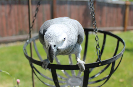 Congo African gray parrot on a metal hanging basketの写真素材
