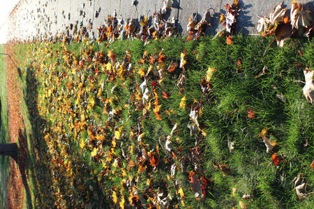 Leaves fall off trees and drop on the ground in October