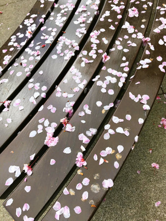 A bench covered with pink petals fallen from cherry blossoms after the rain