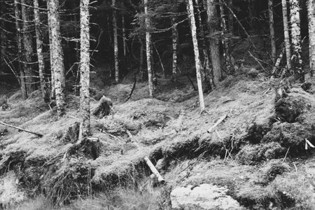 Dark woods in Tongass National Forestの写真素材