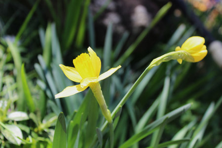 Daffodils bloom in the spring sunshineの写真素材
