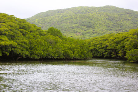 Dense mangrove forest along the Nakama River in Iriomote Islandの写真素材