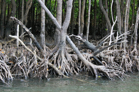 Mangroves grow on the coastal land by brackish waterの写真素材
