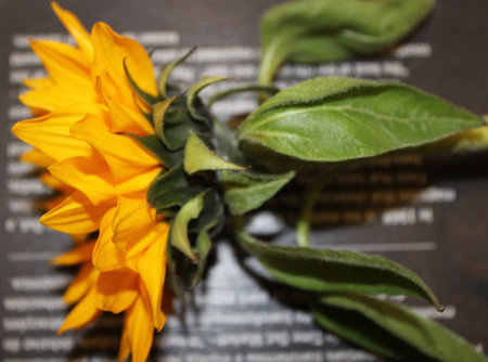 Bright yellow sunflower on the tableの写真素材