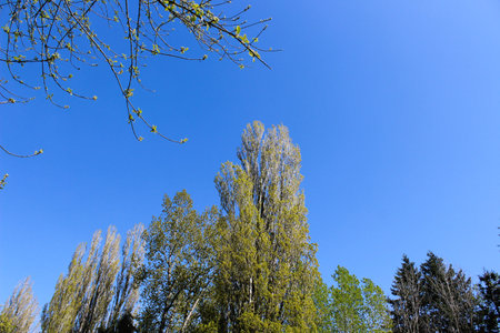 Tree branches with fresh green leaves in early springの写真素材