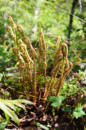 A bunch of fern shoots in the forest floorの写真素材