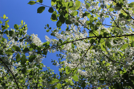 The growth of new leaves with white flower blossoms on tree branches against a blue skyの写真素材