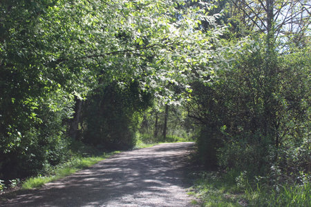 Lush green forest path sunlight filtering through dense canopyの写真素材