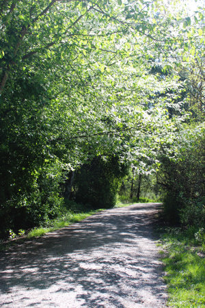 Lush green forest path sunlight filtering through dense canopyの写真素材