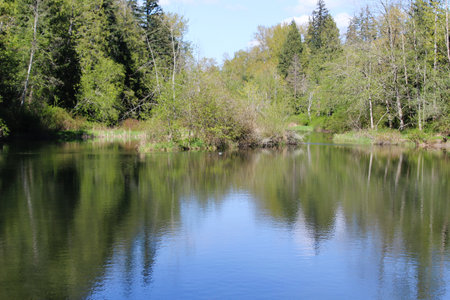 Reflection of trees in the calm surface of waterの写真素材