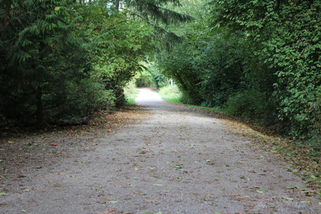A pathway with a continuous overhead canopy of tree branches