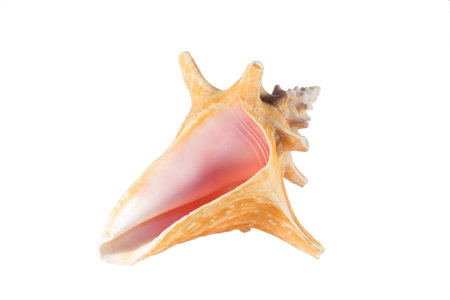 Shell cut out