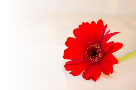 A red gerbera flowerの写真素材