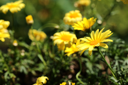 Euryops chrysanthemoides, African bush daisy, bull's-eye, Top view of bright yellow african bush daisy in the garden with dark green backgroundの写真素材