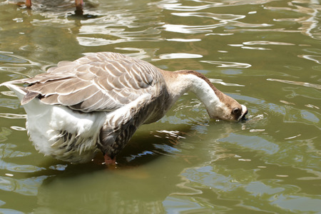 The Chinese goose is find meal in the little pond. in latin name the chinese goose is anser, which is a breed of  domesticated goose descended from the wild swan goose.の写真素材