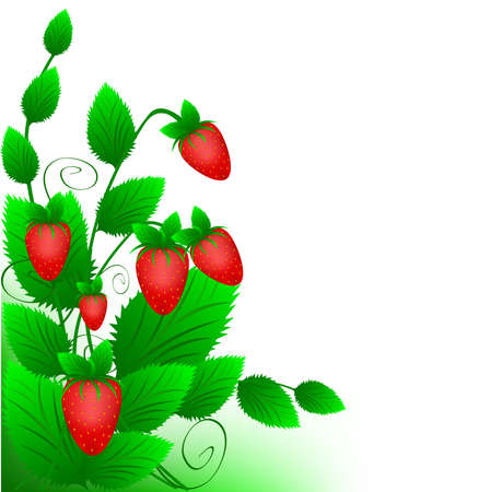 Bush of a ripe red strawberry on a white backgroundのイラスト素材