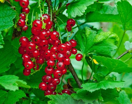 Branch of ripe berries against green leaves