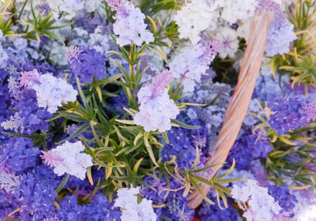 Bouquet of wild flowers, camomiles and hand bellsの写真素材