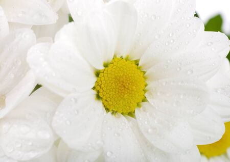 White flowers, field camomiles with dewdropsの写真素材