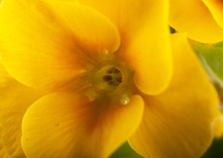 Yellow flowers on a white background, a spring primroseの写真素材