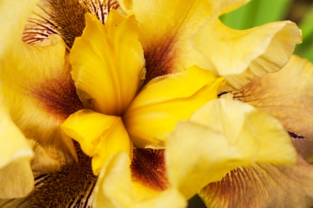 Yellow gentle petals of an iris, flower coreの写真素材