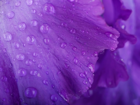 Blue irises against a green grass, a summer butterflyの写真素材