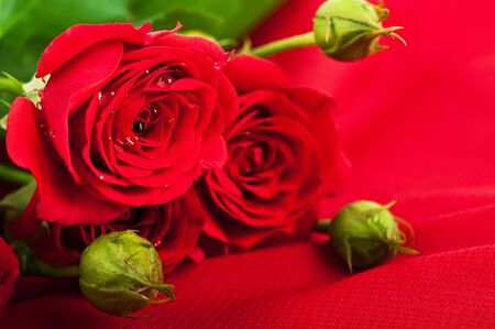 Beautiful roses in retro style, flower, floral backgroundの写真素材