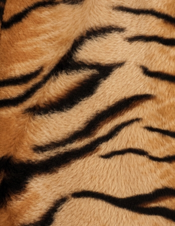 Structure of a skin of a tiger, striped backgroundの写真素材